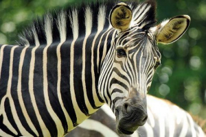 A látogatók előtti norvég állatkertekben zebra esett tigrisek