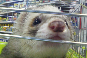 A st. Petersburg pet store állatok elárasztott forró víz A st. Petersburg pet store állatok elárasztott forró víz
