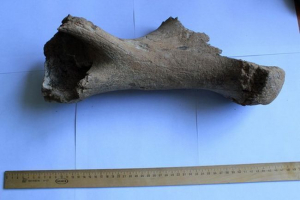 A khakassia köztársaságban az ősi rhino csontjait találta