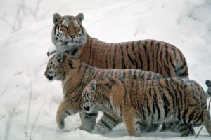 Amur tigers népesség nőtt oroszországban és kínában