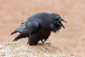 Az ufa-ban raven találkozott a tulajdonosával a munkából
