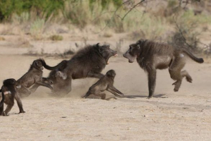Zimbabwe-ben a baboons letiltották a rádióállomást