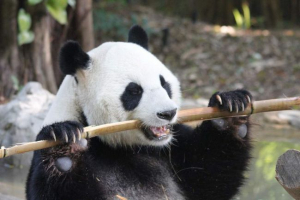 A kínai állatkertben egy panda janitor él
