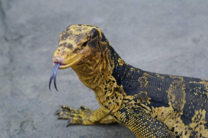 Coney varan - motley lizard