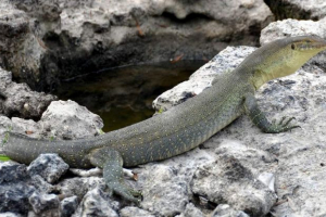 Varan martens. Varana, fénykép leírása
