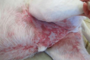 Vasculitis kutyákban - betegség szindrómák, diagnózis és kezelés