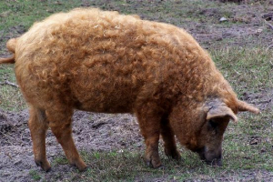 Magyar mangalitsa