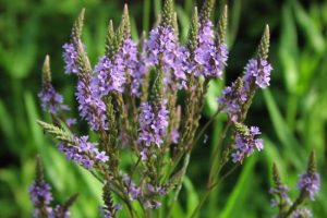Verbena kábítószer (nonhvorest)
