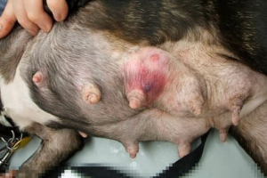 A tumor neoplasmák típusai a kutyáknál a tejmirigyeken