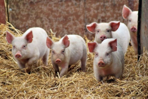 A sertések típusai: a pink pyatadkov életéről szól