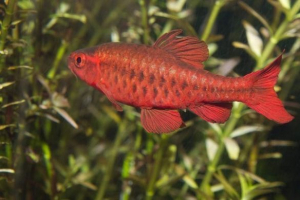 Cherry barbus: fotó, leírás