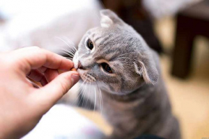 Vitaminok a bőr és a macska gyapjú - top 6 legjobb
