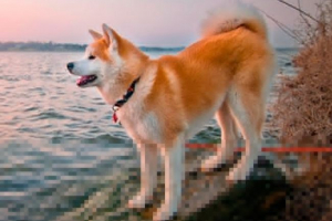 Az akita inu megjelenése, karaktere és tartalma