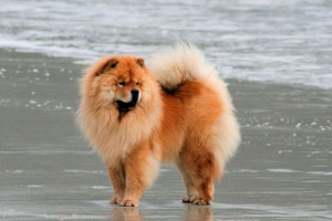 A kutya chow chow megjelenése, karaktere és temperamentuma
