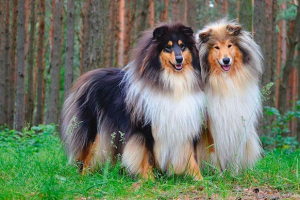 Megjelenés, karakter és gondozás egy kutya collie