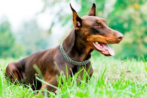 A dobermánok megjelenése, karaktere, tartalma és képzése