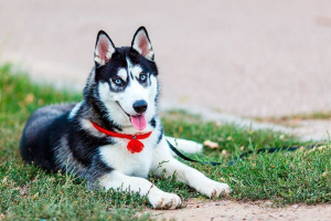 Husky megjelenése és karaktere