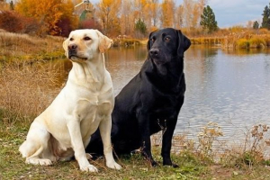 A fajta labrador megjelenése és jellege