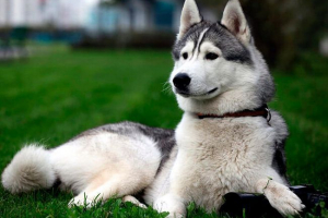 Husky megjelenése és viselkedése Husky megjelenése és viselkedése