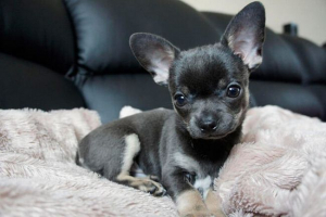 Megjelenés mini chihuahua, kölykök fotói