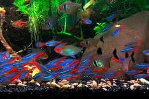 Az akvárium hal neon megjelenése, tartalma és gondozása