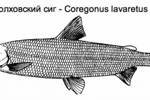 Volkhovsky sig, vagy sigolov