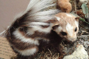 Kelet-foltos skuns - farmers pet Kelet-foltos skuns - farmers pet