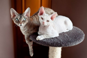 A cat devon rex fajtájáról
