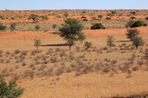 Az élet rejtvényei a kalahari sivatagban