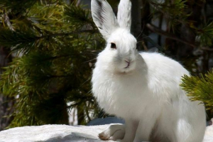 Hare of white