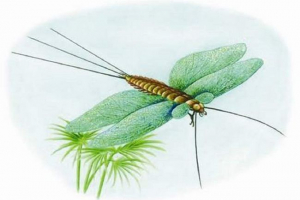 Henekia - őskori pillangó
