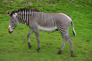 Zebra grevi - zebra, hasonló az osl-hez