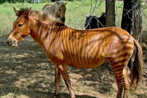 Zebrinni - zebra keresztbe egy lóval