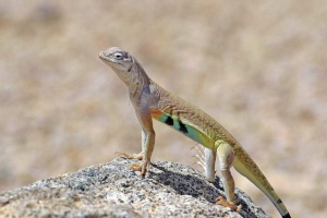Zebrokhvosta lizard: szokatlan iguana fotói