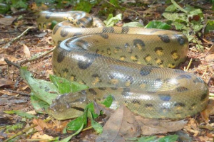 Green anaconda - dél-amerika. Veszélyes az ember számára? Green anaconda - dél-amerika. Veszélyes az ember számára?