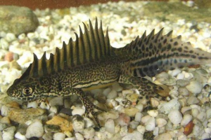 Triton liauziavian