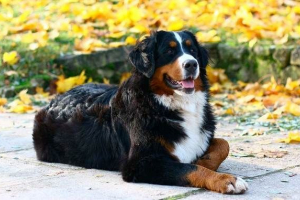 Zennenhund kutya. Leírás, funkciók, típusok, ár és gondozás sennenhund