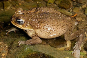 Toad yeah. Stock fotóhi, toad tartalom