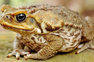 Toad yeah (reedy toad)