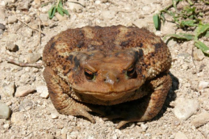 Varangy kaukázusi