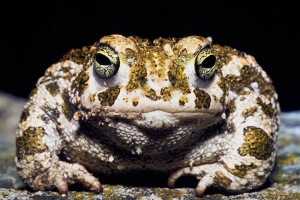 Toads: fotó, leírás. Különbség a békából.