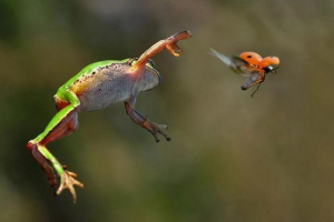 Toads és békák: hasonlóságok és megkülönböztetés