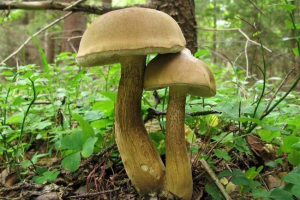 Bile gomba (hamis fehér gomba)