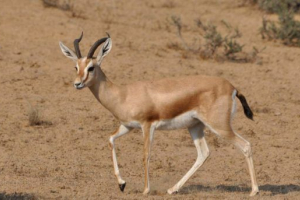 Gazel-dorkas