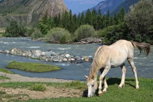 Az altai terület állata. Az altai területének leírása, címei és típusai