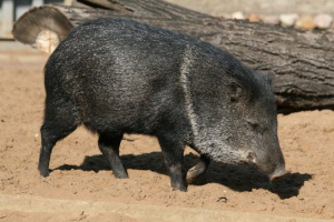 Pék Pék