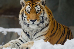 Tigers - fajok leírása