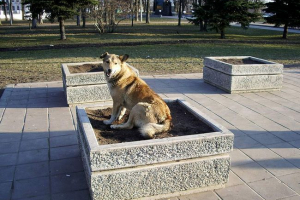 A városok állatvilága