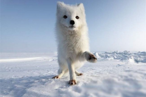 Állatvilág tundra