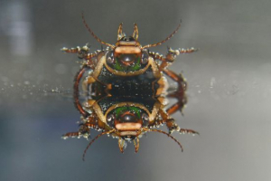 Beetle plavnets